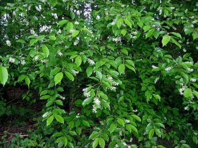 Prunus Serotina (Crédits photographiques, sous licence GNU Free Documentation License, Rasbak 2005.)