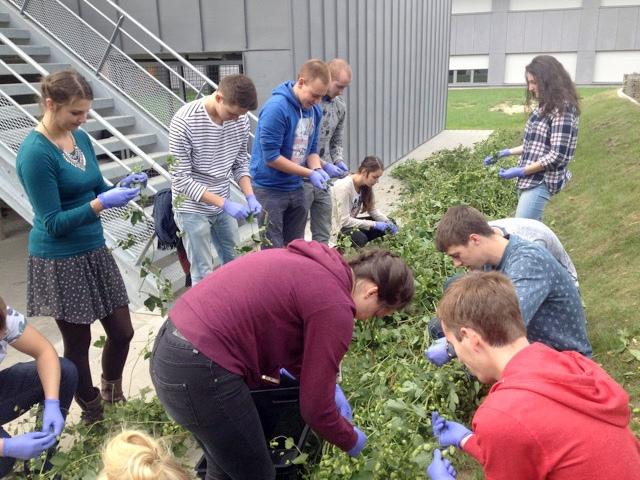 Les étudiants en agronomie récoltent le houblon