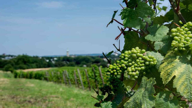 Création de vignoble