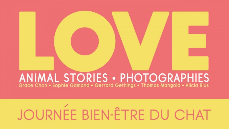 Journées bien être du chat