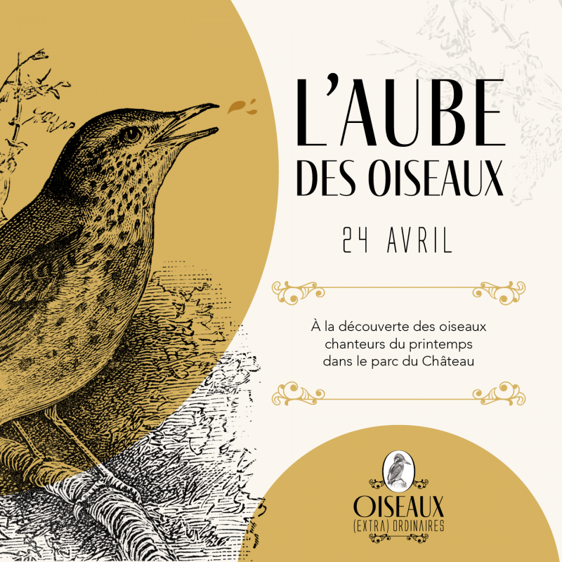 Aube des oiseaux