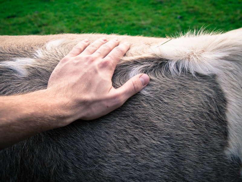 Homéopathie au sein des élevages