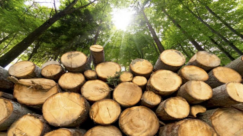 vente de bois annonce