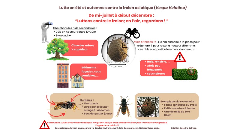 Lutte en été et automne contre le frelon asiatique