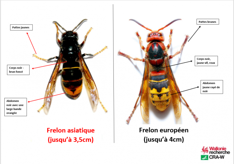 Différences : les frelons asiatiques et les frelons européens