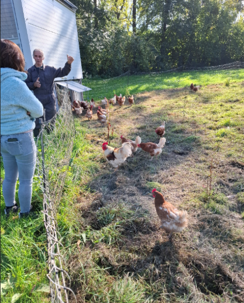 Poules en extérieurs