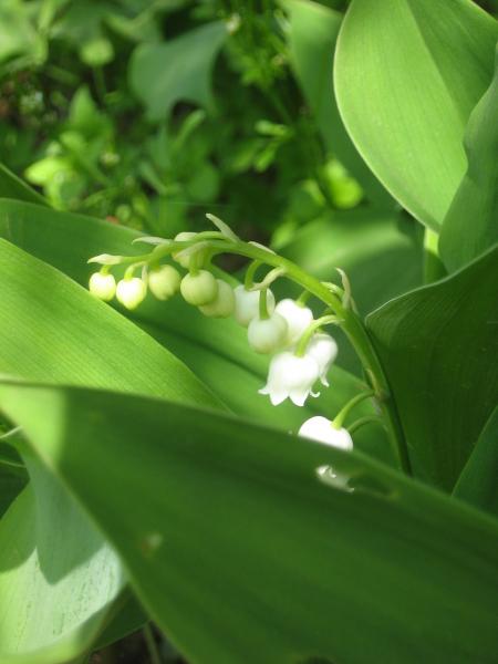 Muguet (J-M. Stockem)