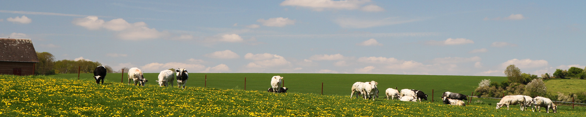 Agriculture & développement rural