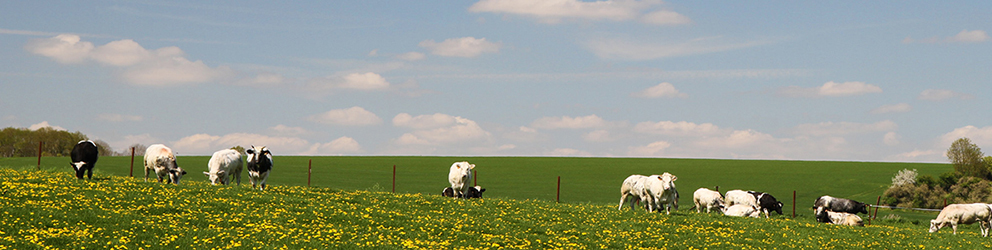 Agriculture & développement rural